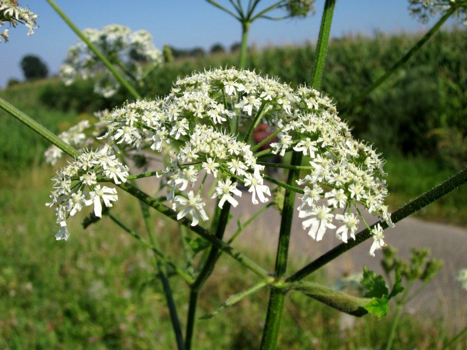 20120726Heracleum_sphondylium4