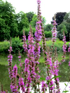 20120720Lythrum_salicaria