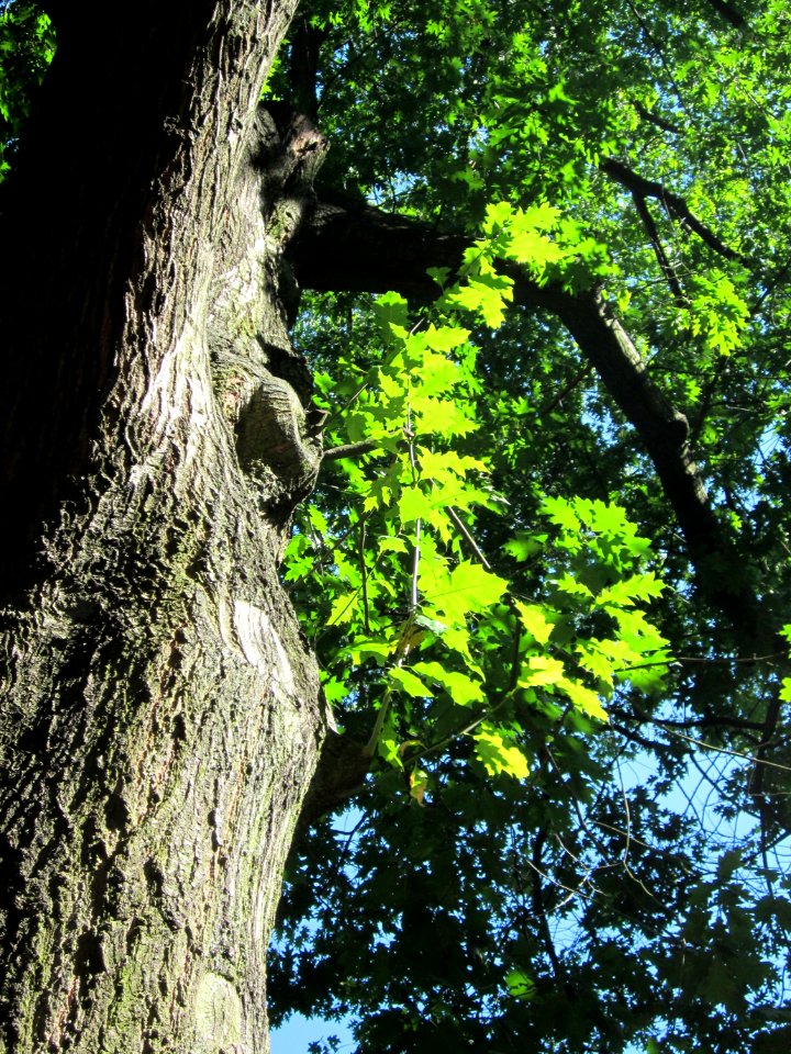 20120916Eiche_Staden