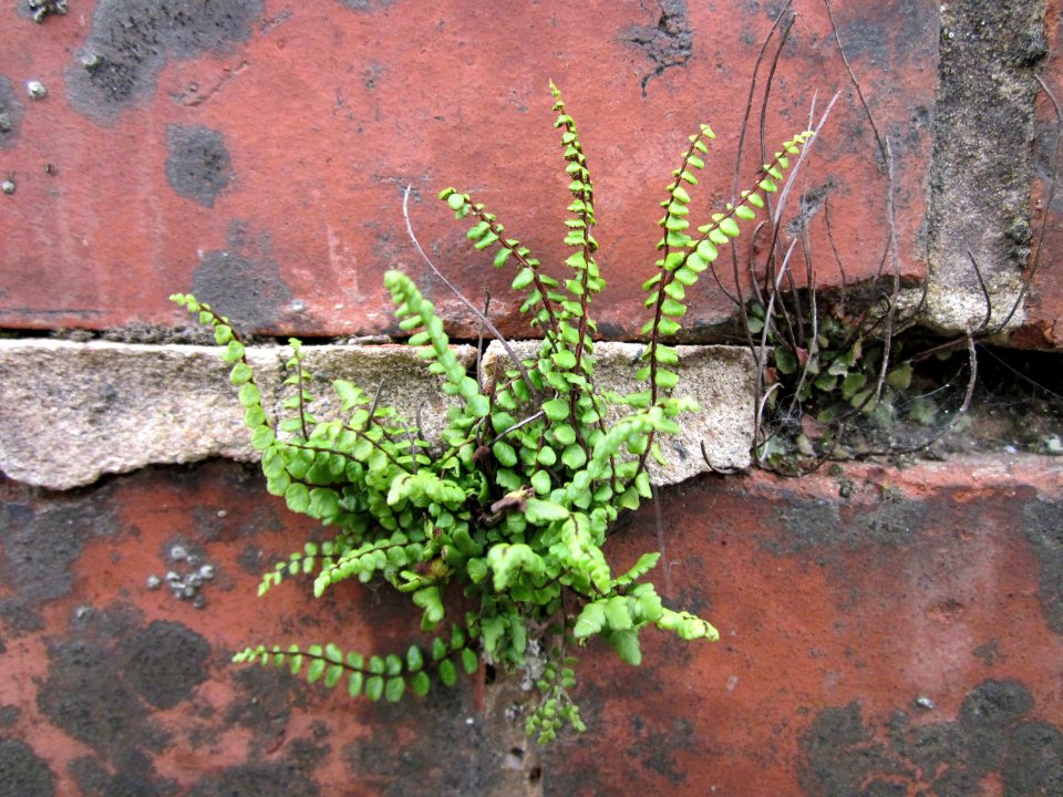 20120720Asplenium_trichomanes2