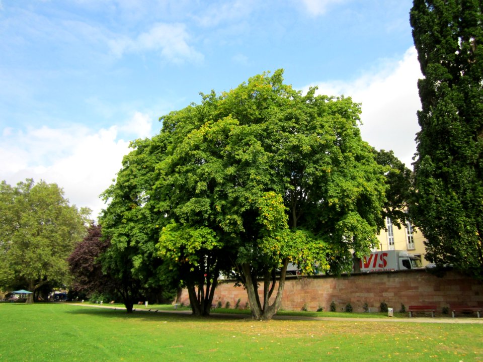 20120915Acer_platanoides2