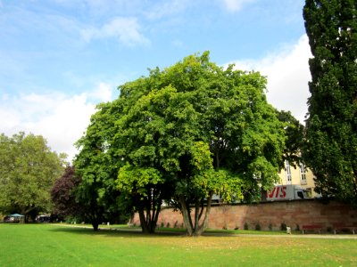 20120915Acer_platanoides2