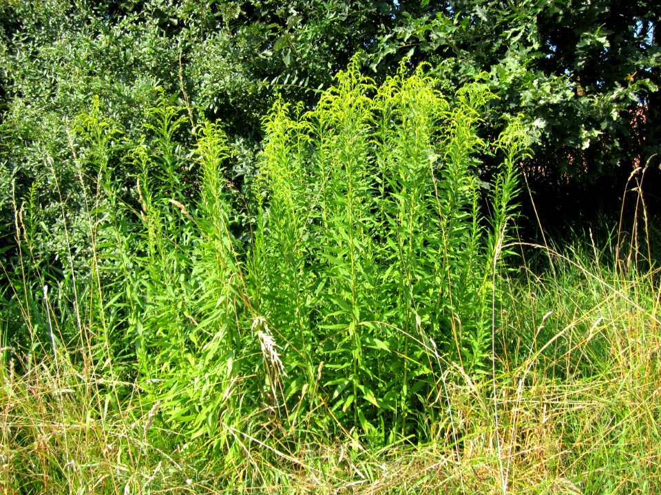 20120725Solidago_canadensis3