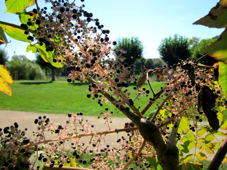 20120916Aralie_Saarbruecken3