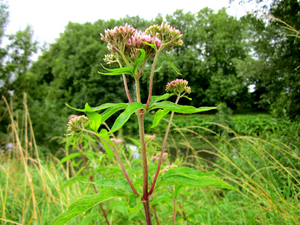 20120720Eupatorium_cannabinum3