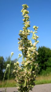 20120725Verbascum_lychnitis2