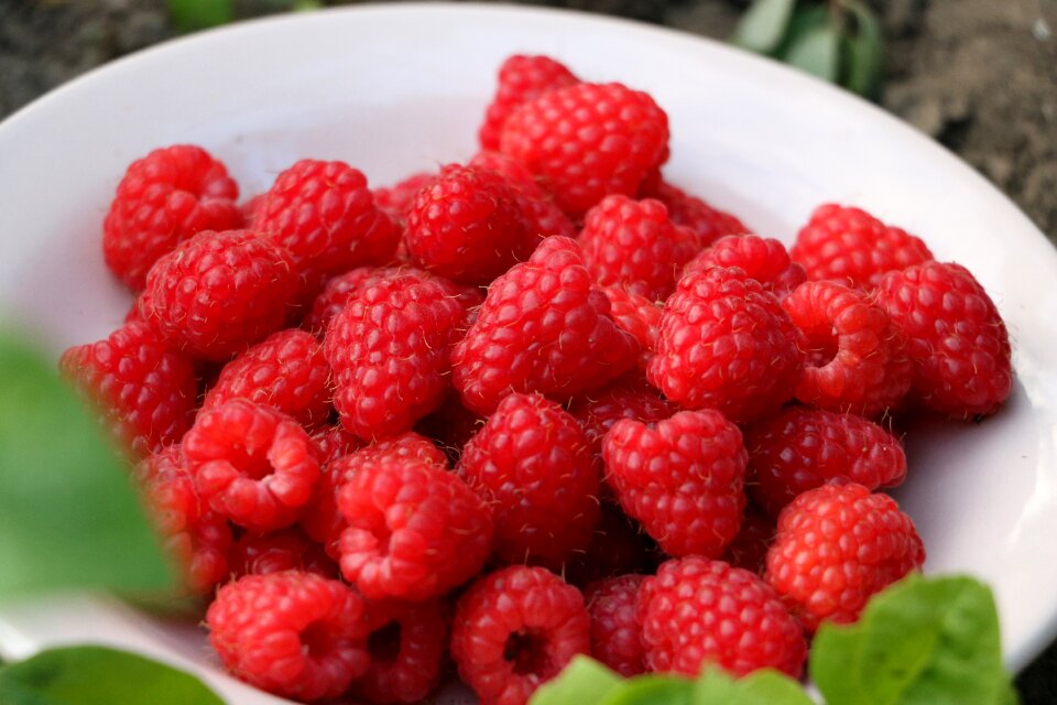 Berry fruit sweet