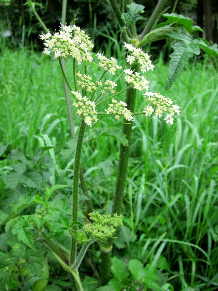 20120720Heracleum_sphondylium3