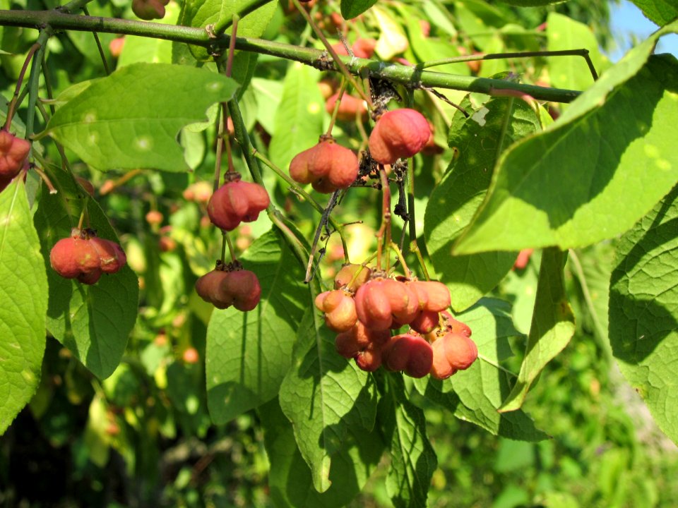 20120725Euonymus_europaeus1