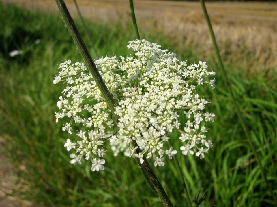 20120725Daucus_carota3