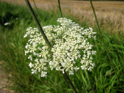 20120725Daucus_carota3