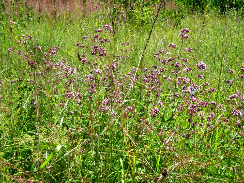 20120723Origanum_vulgare