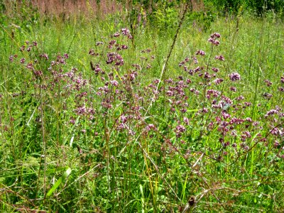20120723Origanum_vulgare