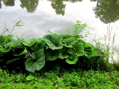 20120720Petasites_hybridus2