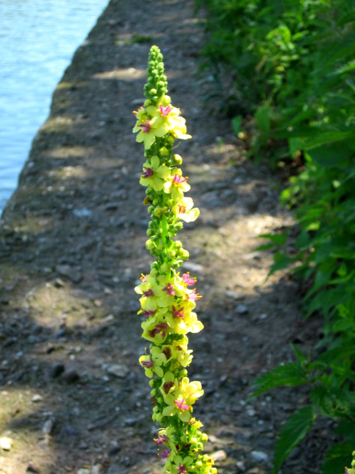 20120723Verbascum_nigrum