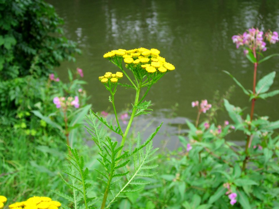 20120720Tanacetum_vulgare06