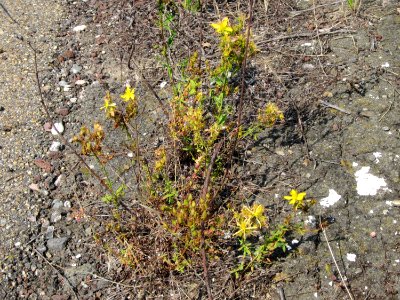 20120727Hypericum_perforatum2