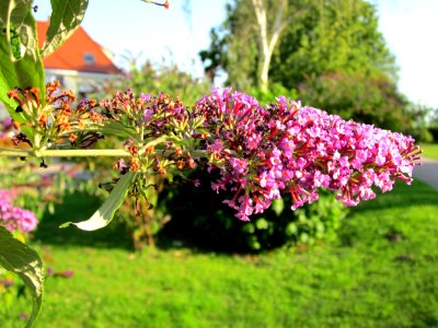 20120724Buddleja_davidii2