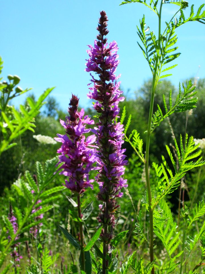 20120723Lythrum_salicaria2
