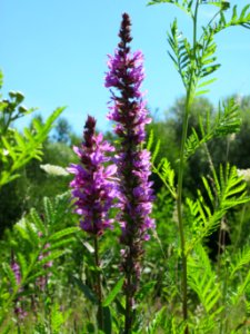 20120723Lythrum_salicaria2