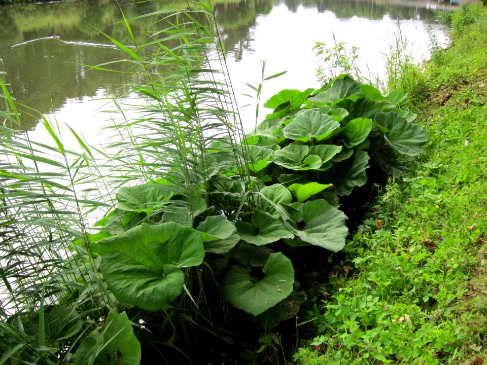 20120720Petasites_hybridus1