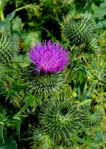 Thistle summer beach