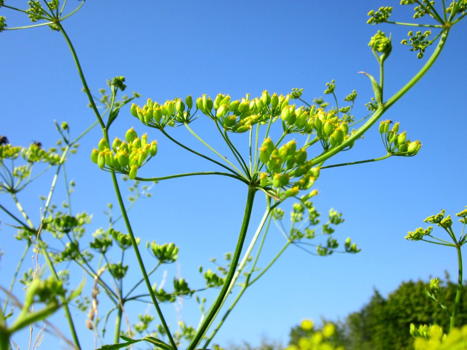 20120725Pastinaca_sativa2