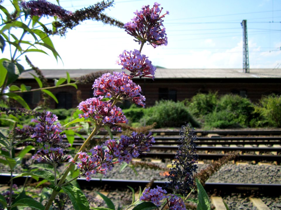 20120727Buddleja_davidii4