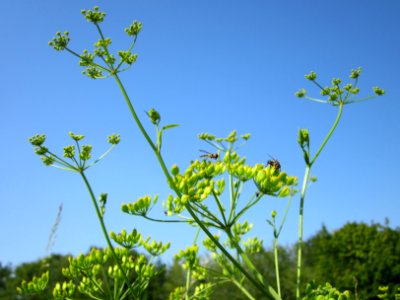 20120725Pastinaca_sativa6