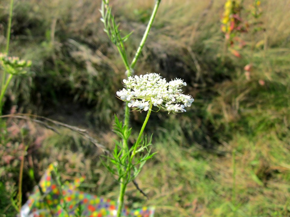 20120726Daucus_carota4