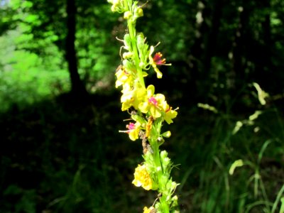 20120716Verbascum_nigrum1