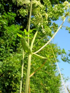 20120725Heracleum_sphondylium4