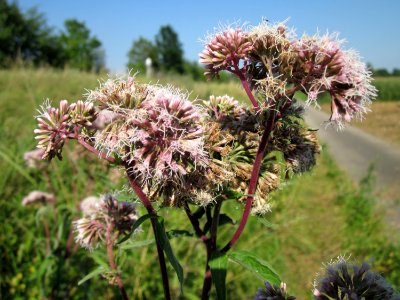 20120726Eupatorium_cannabinum5