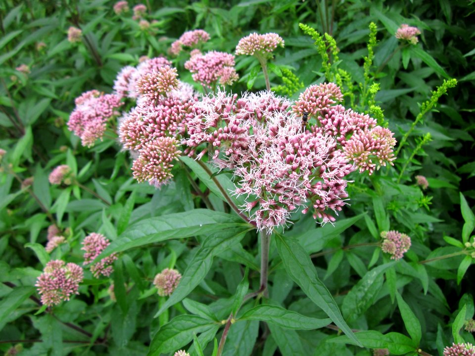 20120720Eupatorium_cannabinum2