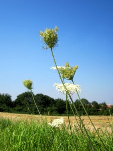 20120725Daucus_carota1