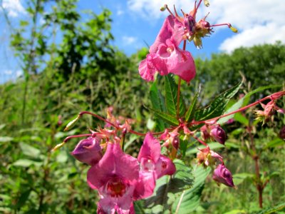 20120722Impatiens_glandulifera