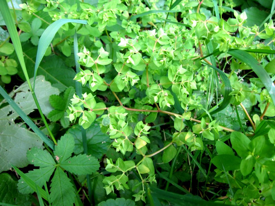 20120720Euphorbia