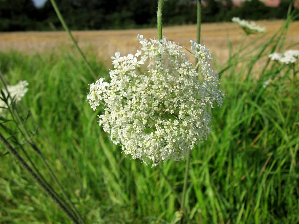 20120725Daucus_carota2
