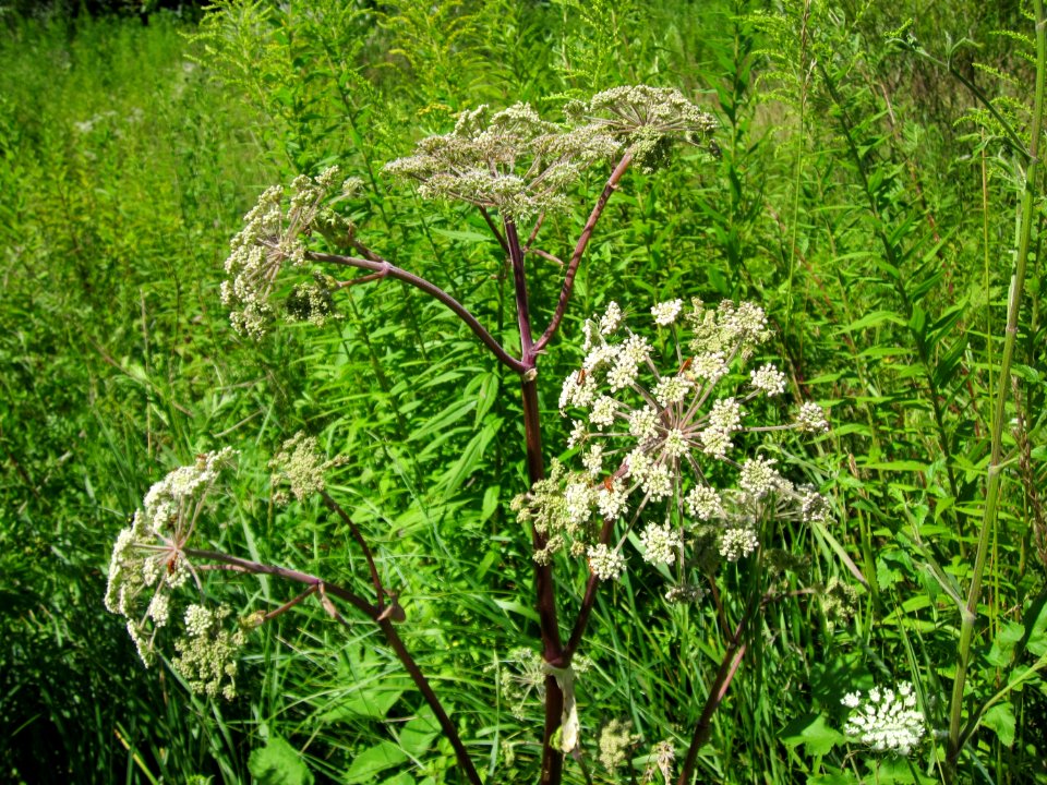 20120723Angelica_sylvestris2