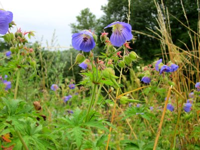 20120720Geranium_pratense4