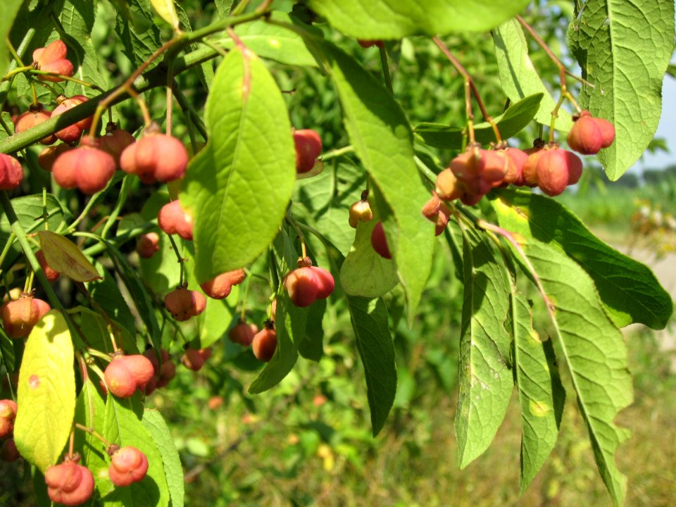 20120725Euonymus_europaeus2