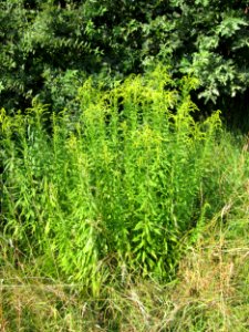 20120725Solidago_canadensis2