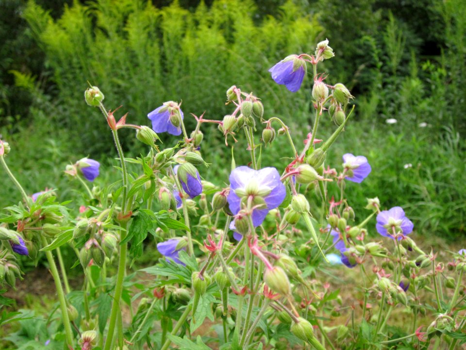 20120720Geranium_pratense3