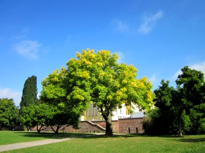 20120914Fraxinus_excelsior_Aurea1