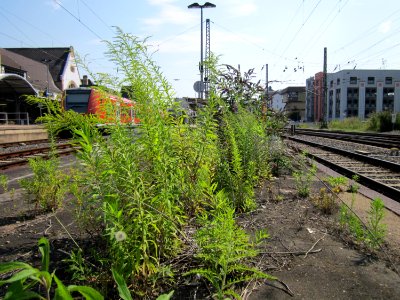 20120727Solidago_canadensis3 photo