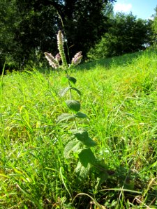20120914Mentha_suaveolens1