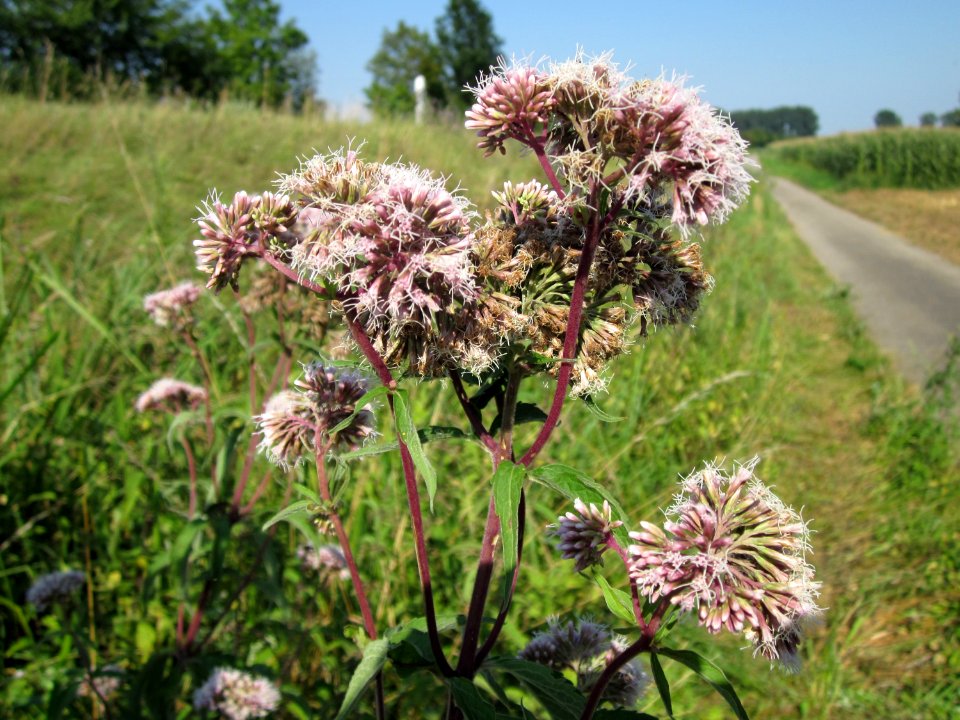 20120726Eupatorium_cannabinum4