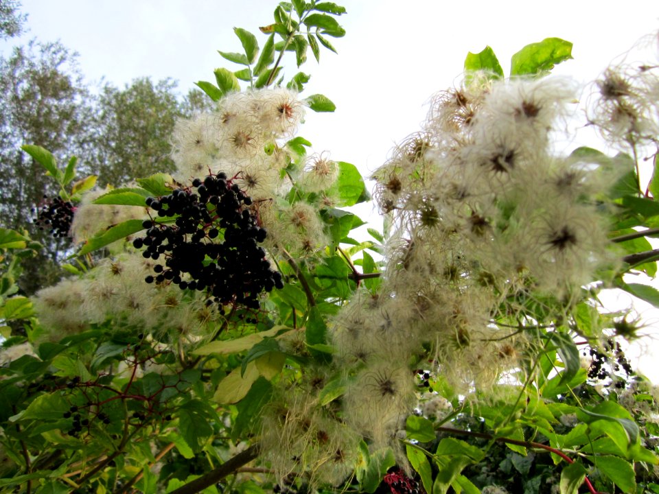 20120923Clematis_vitalba2