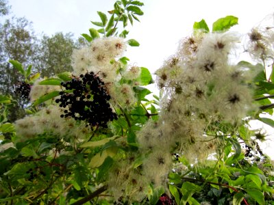 20120923Clematis_vitalba2