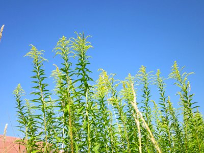 20120725Solidago_canadensis7